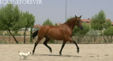 horse,small,animals,dog,pretty,equestrian,chase,equine,trot,equus