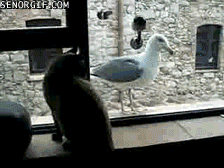 seagull,cat,jeremys reaction