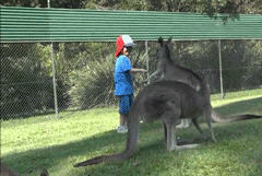 wtf,kid,flash,kick,kangaroo,kicking,kangaroo kicks kid in the stomach,kangaroo kick