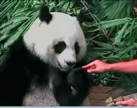 Панда гифка. Анимированная Панда. Панда гифки смешные. Животные Панда gif.