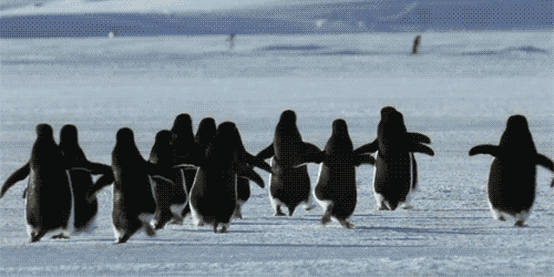 snow,penguin,animals,running,ice,pack,flock