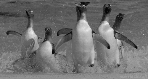 excited,penguin,black and white,animals