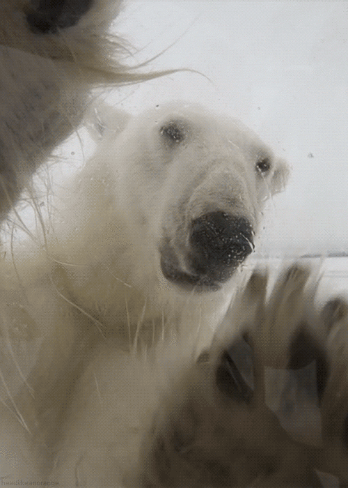 polar bear,animal,adorable