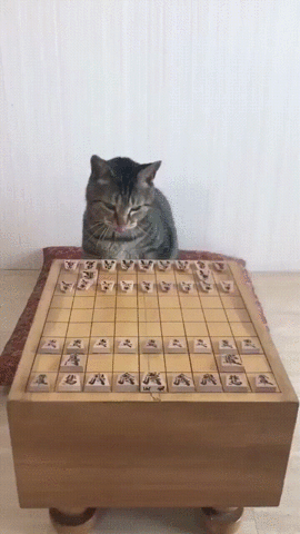 cats,games