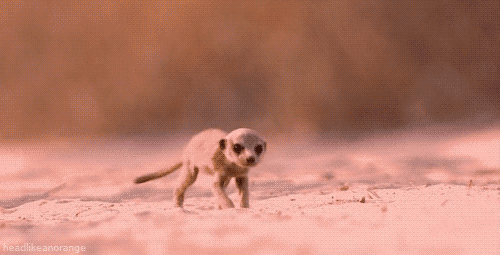meerkat,running,tv,animals,animal,small,kit