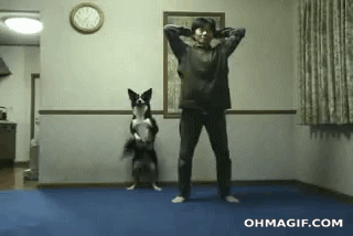 dog,doing,owner,squats