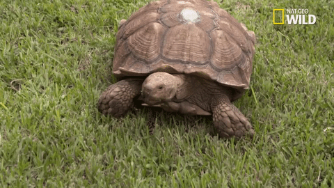 Черепаха ползет в 6 раз медленнее чем. Черепашка. Гифки черепаха. Черепаха ползет. Медленная черепаха.