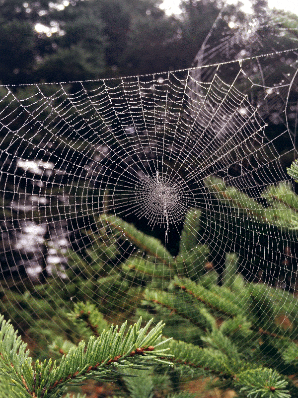 spider,web,nature,sam cannon