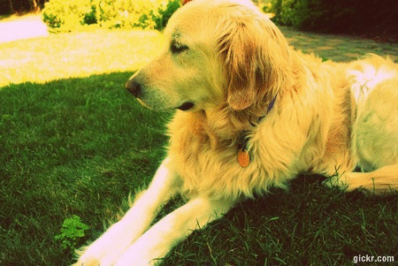 love,dog,summer,puppy,cute dog,golden retriever