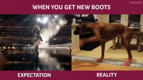 boots,beyonce,boxer,dog,reality,heels,expect