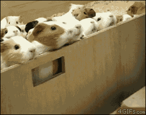 guinea pig,cute,animals,flood,feeding,swarm