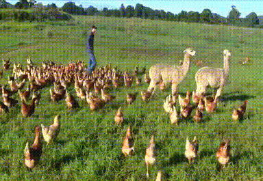 organic,farm,chicken,guards,shunning