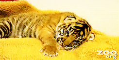 resting,animals,sleepy,tiger,cub