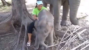 elephant,baby,yes,lap