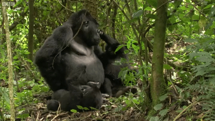 animals being jerks,gorilla,hugs,momma