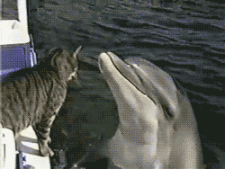 dolphin,cat,animals,pawing,encounter