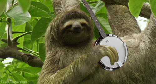 banjo,sloths,music
