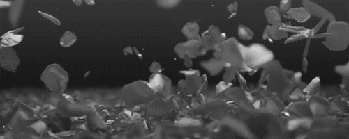 rose petals,rose,black and white,flower,illusion optical