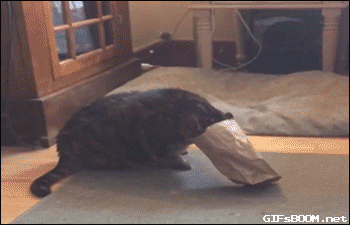 paper bag,cat,fail