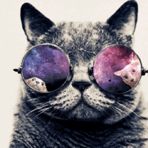 cat,space,epic,universe