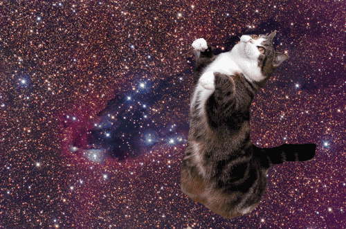 cats in space,cat in space,cat,animal,animals,space