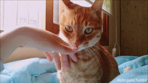 Укус пальца кошкой. Кошка гиф. Гифка с котом. Кот кусает. Котик gif.