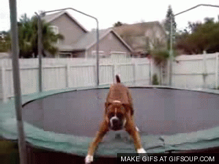 dog,trampoline,day