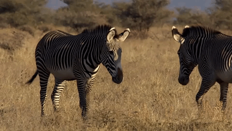 animals,safari,love,zebra,africa,wildlife,couple,greeting,friends,hello,bbc earth