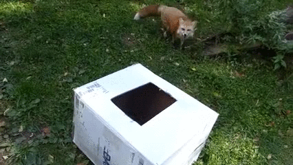 box,foxes