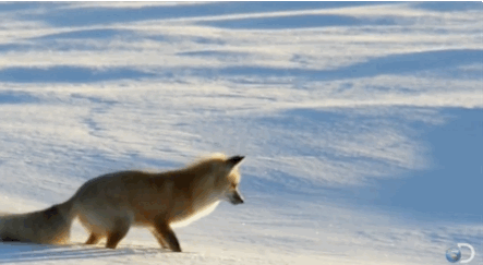 fox,snow,hunting,mice