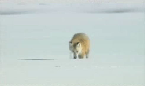 pounce,jump,animals,fox,snow,play