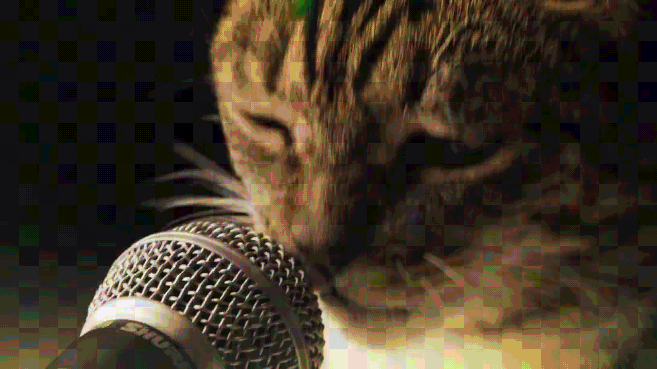 Музыка под кошку. Кот с микрофоном. Кошка с микрофоном. Кот поет. Кот поет в микрофон.