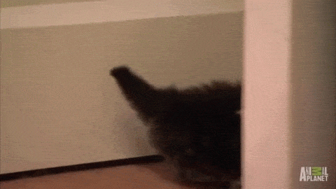Кот прячется. Кот подпрыгнул от страха. Котенок прыгает. Кот прыгает со шкафа.