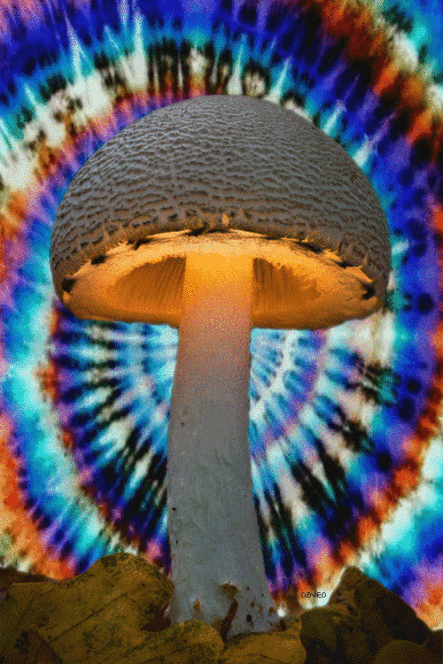 psychedelic,mushrooms,trippy