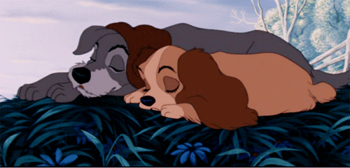 cuddles,disney,dogs,adorable,lady and the tramp