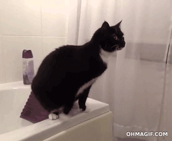 funny,cat,cute,animals,black,mirror,move,legs,standing,bathtub,understand,hind legs