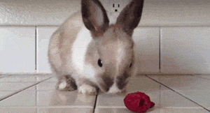 eating,bunny,raspberry