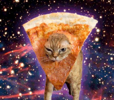 pizza,gatos