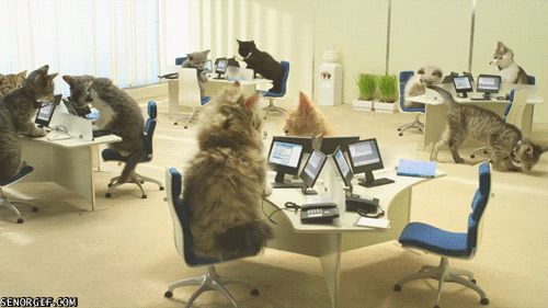 cat,monday,office