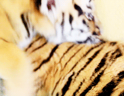 animals,sleepy,tiger,cuddling