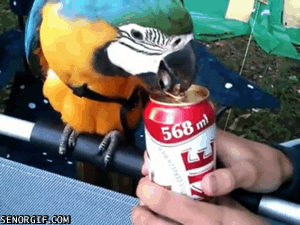 parrot,beer,animals,friends