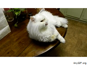 persian cat,transparent,cat,weird,white,funny cat,licking,fluffy,paws,lolcat