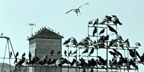 alfred hitchcock,the birds,cinema,birds,hitchcock,1963,tippi hedren
