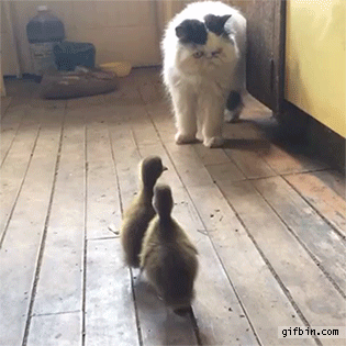 ducklings,cat