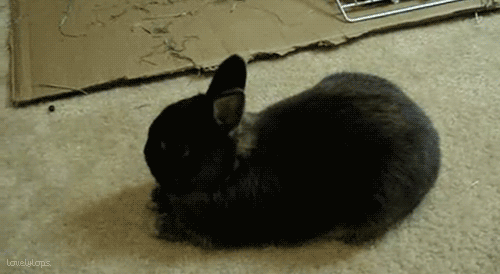 bunny,deal,flop