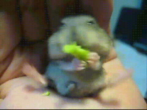 gerbil,hamster,broccoli