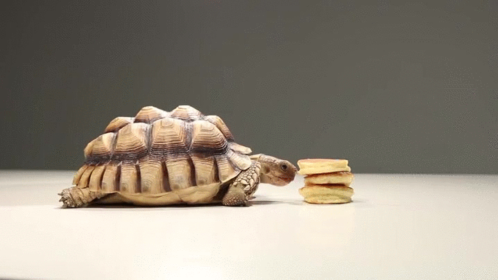 pancakes,tortoise