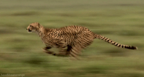 run,leo,anim,leopardrun