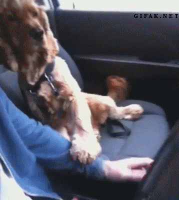 dog,car,hands,rides