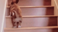 stairs,dog,animals,climbing,clumsy